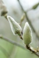 Magnolia 'Vulcan' en février