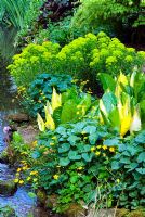Plantation de printemps au bord du ruisseau - Lysichiton americanus - Skunk Cabbage et Caltha palustris - Marsh Marigold à Coton Manor, Northants