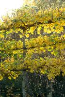 Acer campestre - Érables des champs blanchis en automne