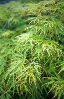 Acer palmatum 'Dissectum' - Érable japonais