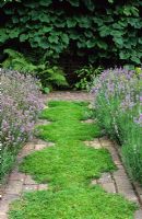 Un chemin de camomille parfumé Chamaemelum nobile 'Treneague' bordé de Lavandula angustifolia 'Hidcote' à Clinton Lodge