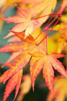 Acer palmatum 'Sango-kaku' - Érable japonais