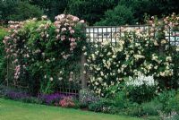 De plus en plus de roses sur treillis à Meadow Plants, Berks. De gauche à droite Rosa 'Clair Matin', Rosa 'Gardenia' et Rosa 'Francois Juranville'