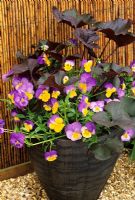 Plantation en pot sur le thème de la couleur avec Ligularia 'Britt Marie Crawford' et Viola