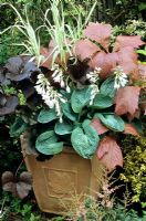Plantation en pot avec de l'ombre - Rodgersia podophylla, Hosta 'Blue Cup', Ligularia 'Britt Marie Crawford' et Phalaris arundinacea 'Feesey'