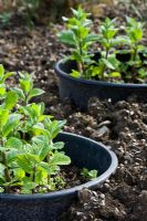 Mentha suaveolens - Apple Mint cultivée en pots enterrés pour limiter la propagation
