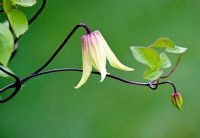 Clematis chiisanensis 'Lemon Bells' groupe Atragene, fleurs plus tard que le repos, au début de l'été