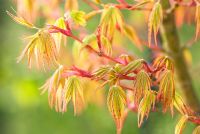 Feuillage printanier sur Acer palmatum 'Sango-kaku' en avril