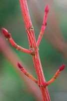 Acer pensylvanicum 'Erythrocladum' Érable Moosewood