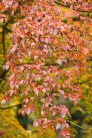 Cornus kousa var. chinensis - Feuillage d'automne
