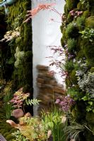 Dispositif d'eau en verre avec paroi partielle derrière. Murs recouverts de mousse de chaque côté. Cultivars nains Acer palmatum poussant dans un parterre de fleurs surélevé et des murs - La porte verte, conception - Kazuyuki Ishihara