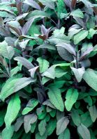 Salvia officinalis 'purpurascens' - Sauge