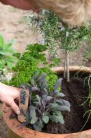 Planter un pot d'herbes mixtes - ajouter de la sauge violette