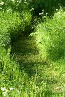 Chemin d'herbe fauchée avec Anthriscus sylvestris - Persil de vache poussant à l'orée du bois en mai