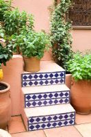 Jardin - Refuge de la cour de SPANA, conception - Chris O ' Donoghue, sponsor - Société pour la protection des animaux à l'étranger - Jardin marocain avec de la menthe et des agrumes en pots et Jasminum officinale.