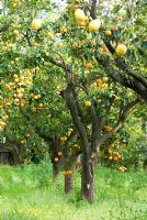 Citrus sinensis et Citrus Limon - Un verger de citrons et d'oranges dans le sud de l'Italie