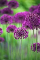 Allium 'Purple Sensation' au RHS Garden Wisley