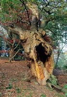 Quercus - Chêne creux