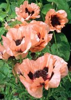 Papaver orientale 'Mme Perry'