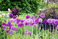 Allium 'Purple Sensation' et 'Mont Blanc' en arrière-plan