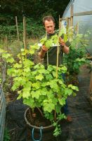 Homme formation Vitis - vigne poussant dans un pot en bois