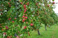 Verger - Pommes cultivées pour Julian Temperley, producteur de cidre traditionnel, Burrow Hill Cider, Somerset