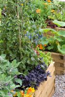 Parterres surélevés de style potager avec tomates, herbes, aubergines et courges - La chambre Homebase avec vue sur le jardin - Hampton Court Flower Show 2008