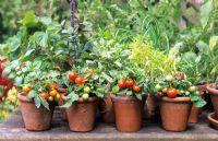 Pots de tomates naines miniatures 'Micro Tom' et paniers mixtes dont Ocimum 'African Blue' et Thaï 'Pesto Perpetuo'
