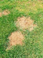 Dommages à la pelouse causés par l'urine de chien