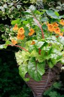 Légumes et fleurs comestibles poussant dans un panier suspendu doublé de toile de jute - Tropaeolum minus 'Ladybird' avec bette à carde 'Vulcan' et laitue 'Lollo Bionda'