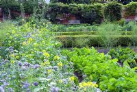 Jardin potager avec rangées d'engrais verts - Phacelia tanacetifolia et moutarde, panais et betteraves