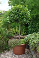 Laurus nobilis - Laurier standard dans un grand pot en terre cuite sous-planté de thym dans un jardin d'herbes aromatiques