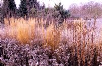 Eryngium giganteum 'Silver Ghost', Calamagrostis x acutiflora 'Karl Foerster' et Phlomis tuberosa 'Adoration' dans les parterres de fleurs de Piet Oudolf recouverts de gel d'hiver - RHS Wisley, Surrey