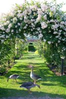 Oies dans le jardin mangeant de l'herbe sous un arc rose avec Rosa 'Rambling Rector' - Slottsträdgården, Suède