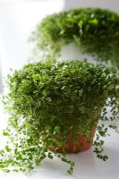 Soleirolia soleirolii - Occupez-vous de votre propre entreprise, utilisée comme plante en pot dans une véranda
