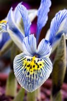 Iris histrioides 'Katharine Hodgkin
