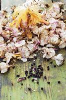 Eucomis bicolor - Graines séchées et graines sur table de rempotage