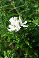 Westringia fruticosa - Romarin australien