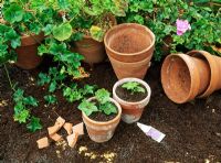 Boutures de Pelargonium en pots