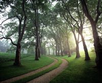 Avenue bordée d'arbres et allée de gravier dans la lumière du matin - Long Island, New York USA