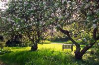 Malus arbres en fleur blanche parmi les prairies et l'herbe coupée - Denmans Garden, Chichester, Hampshire