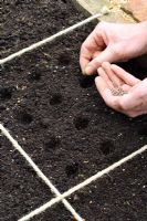 Semer des graines de radis dans des plates-bandes conçues pour le jardinage au pied carré