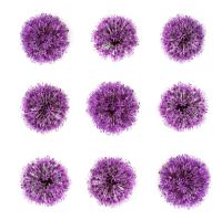 Allium hollandicum - Allium hollandicum 'Purple Sensation' motif de fleurs sur fond blanc
