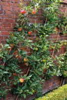 Pommes dressées au mur - Malus 'Discovery et Malus' Wintergem '