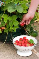 Fragaria x ananassa 'Honeoye' - récolte de fraises dans un sac de culture de fraises en terrasse