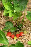 Fragaria - Maturation des fraises paillées avec de la paille en juin