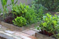 Légumes biologiques en parterres surélevés conçus pour le jardinage de pied carré - Betteraves, salades, salades, carottes, maïs doux et fèves