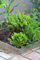 Légumes biologiques en parterres surélevés conçus pour le jardinage de pied carré - Betteraves, salades, salades, carottes et maïs doux