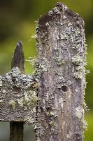 Lichens mélangés sur une porte de jardin