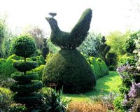 Paon topiaire dans le jardin topiaire - Charlotte Molesworth's garden, Kent
